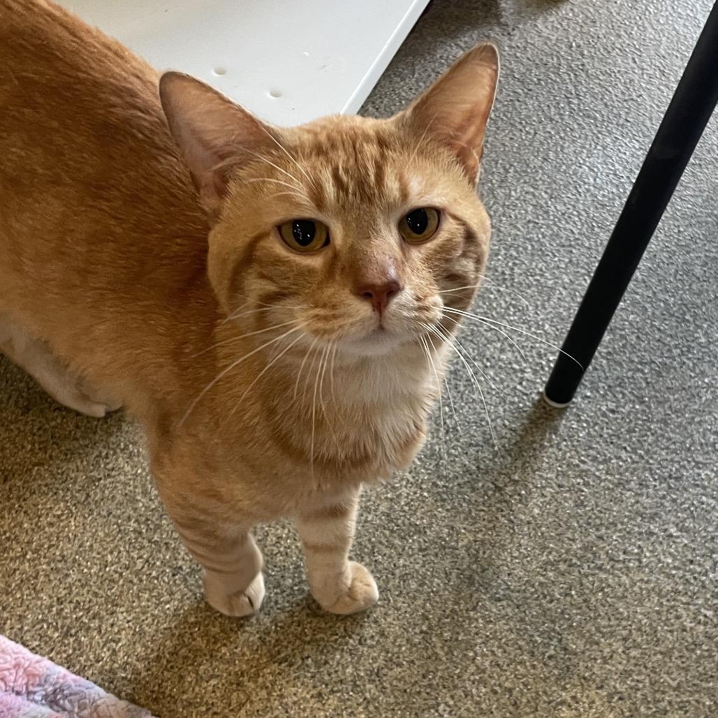 Bollywood, Adoptable, Adult Male Domestic Short Hair.