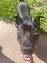 Bubba, Adoptable, Adult Male Pit Bull Terrier.