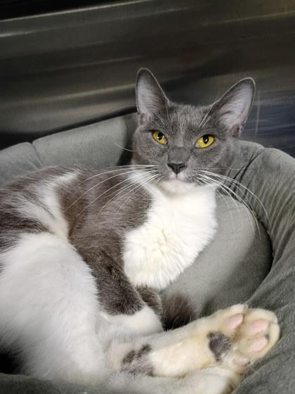 Enlarge Suzanne, a Adoptable Domestic Short Hair in Rhinelander, WI image 1/1