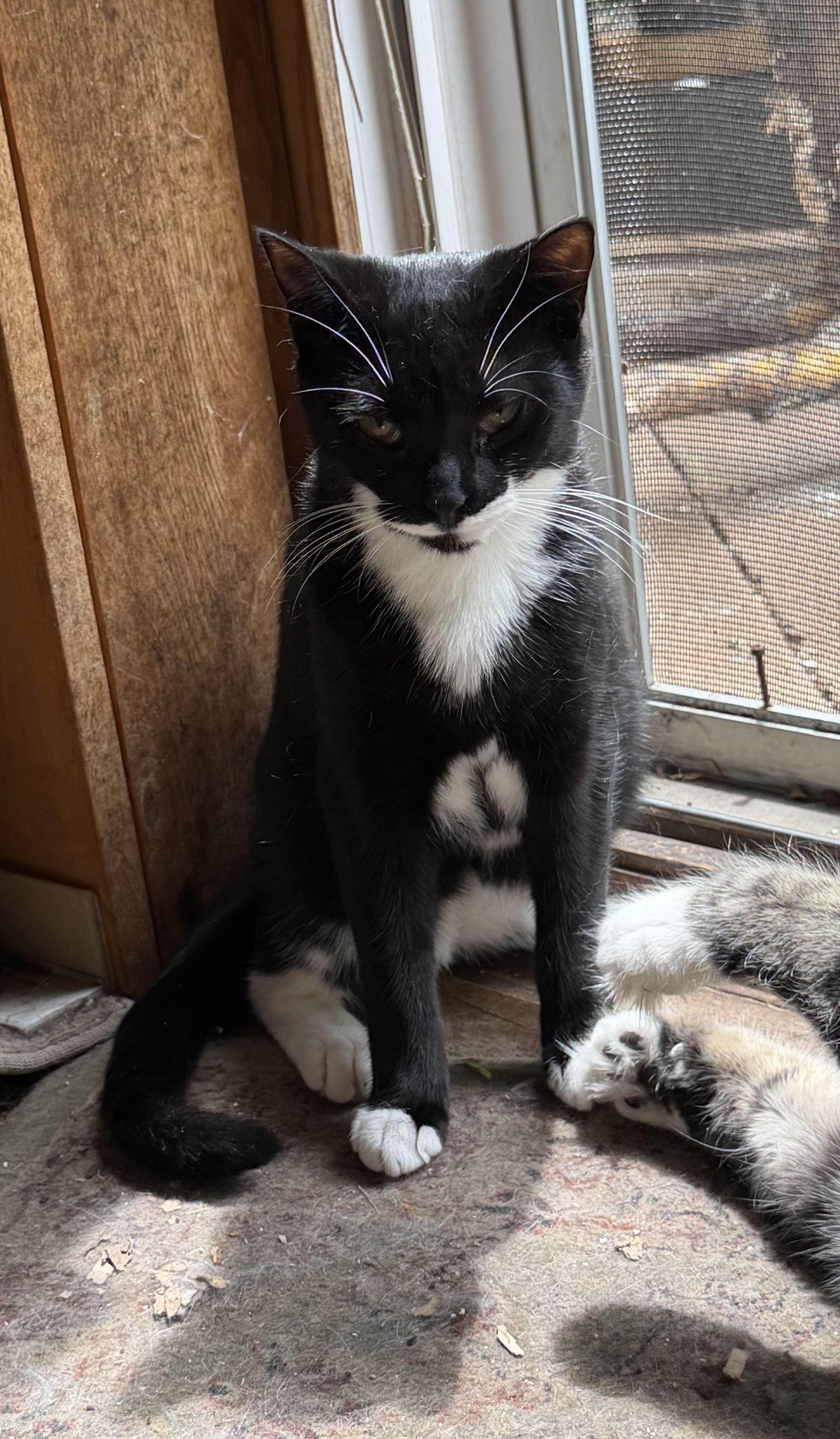 QTPie, a ADOPTABLE Domestic Short Hair in Salt Point, NY image 3/3