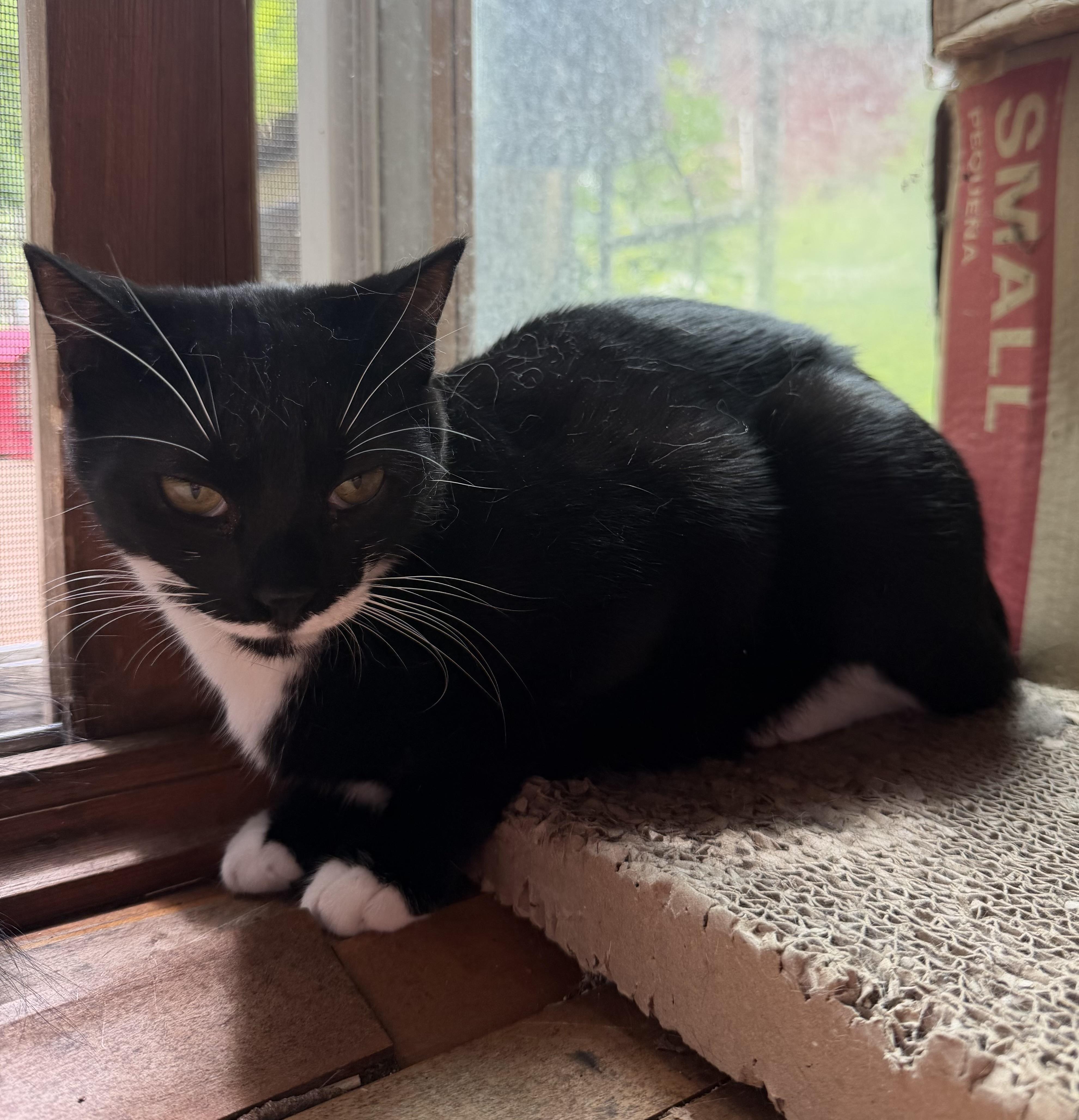 QTPie, ADOPTABLE, Kitten Female Domestic Short Hair.