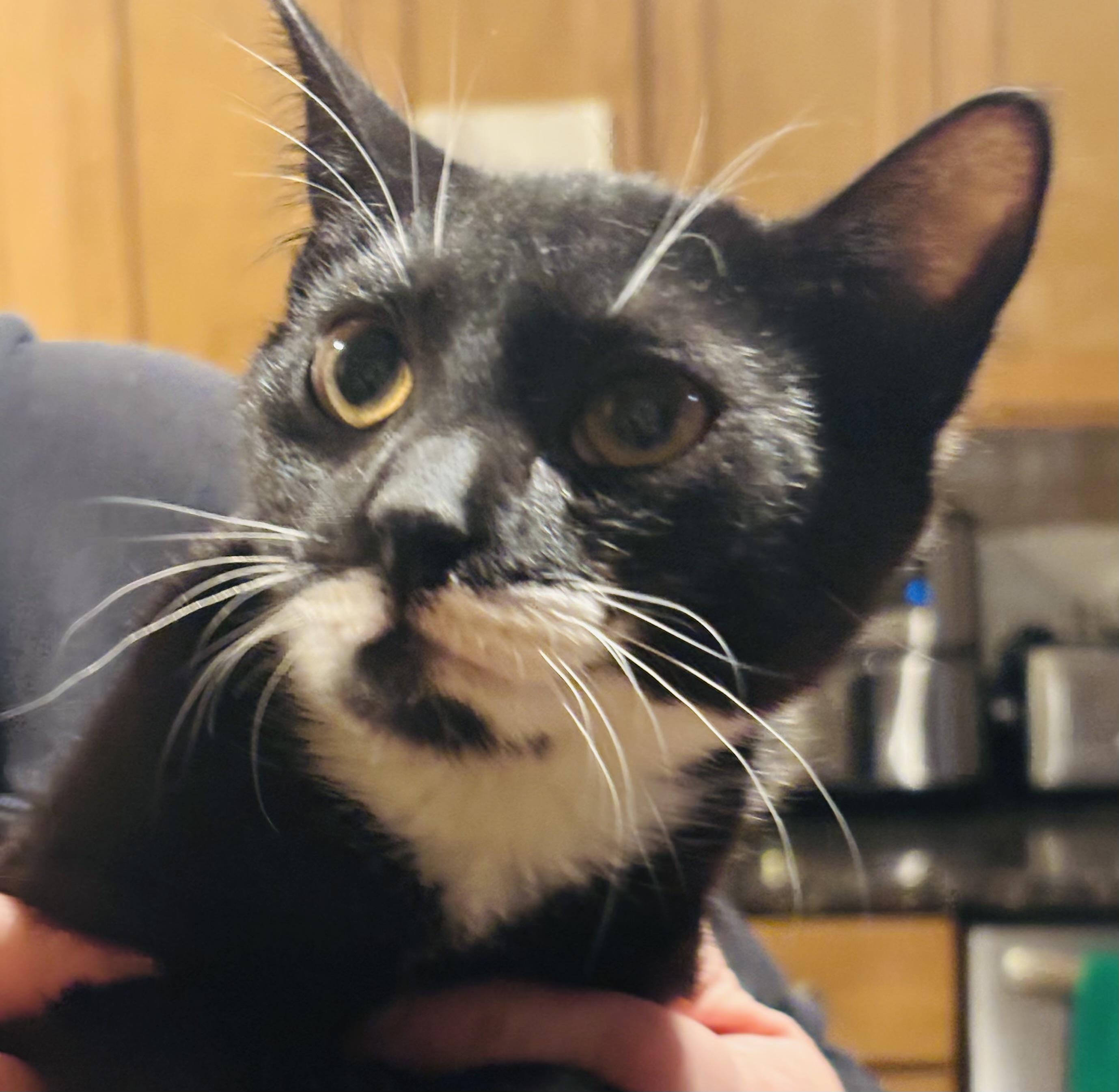 QTPie, ADOPTABLE, Kitten Female Domestic Short Hair.