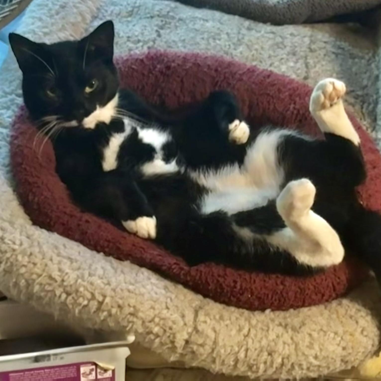 Enlarge QTPie, a Adopted Domestic Short Hair in Salt Point, NY image 1/4