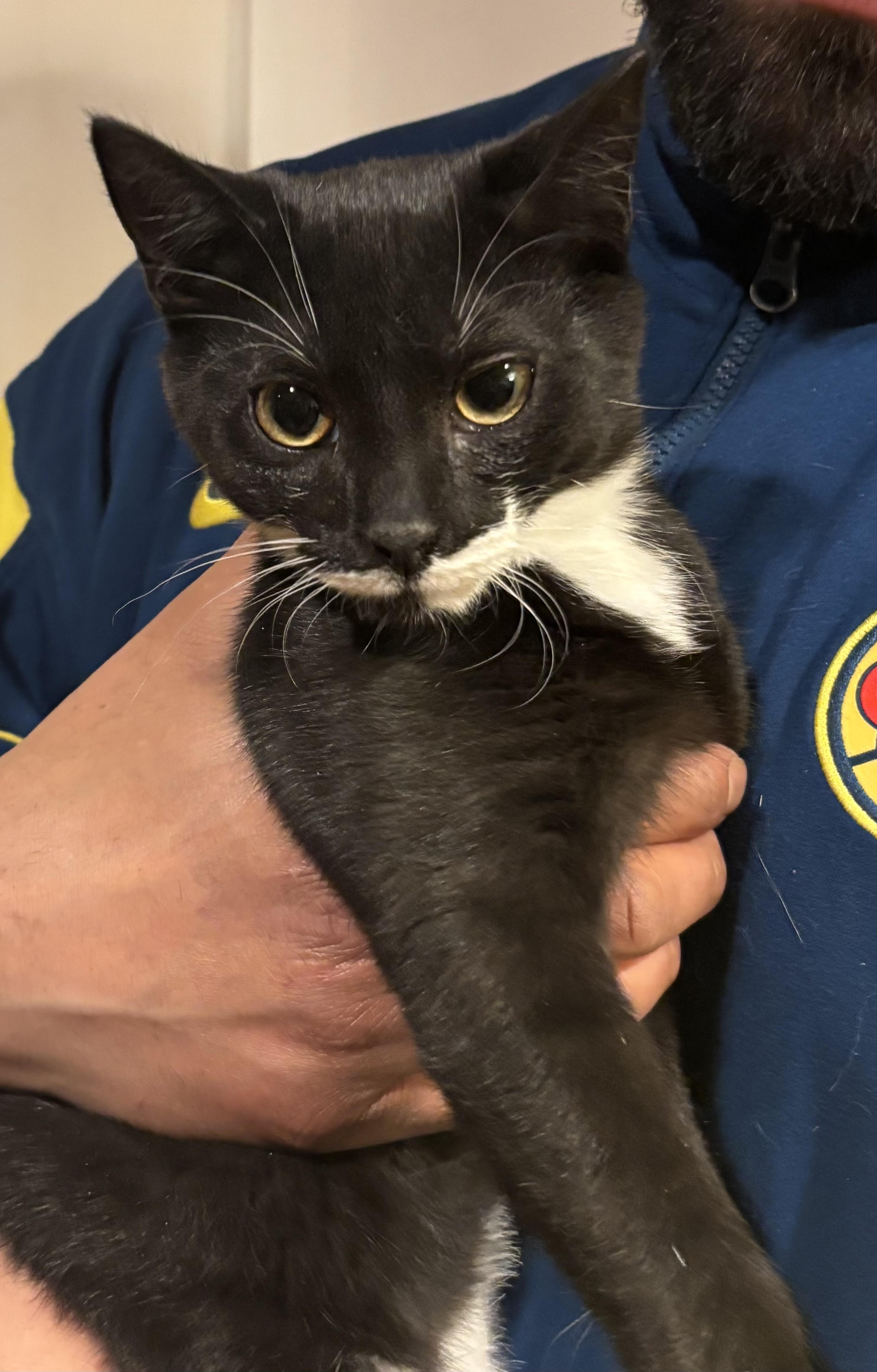 QTPie, a ADOPTABLE Domestic Short Hair in Salt Point, NY image 2/2