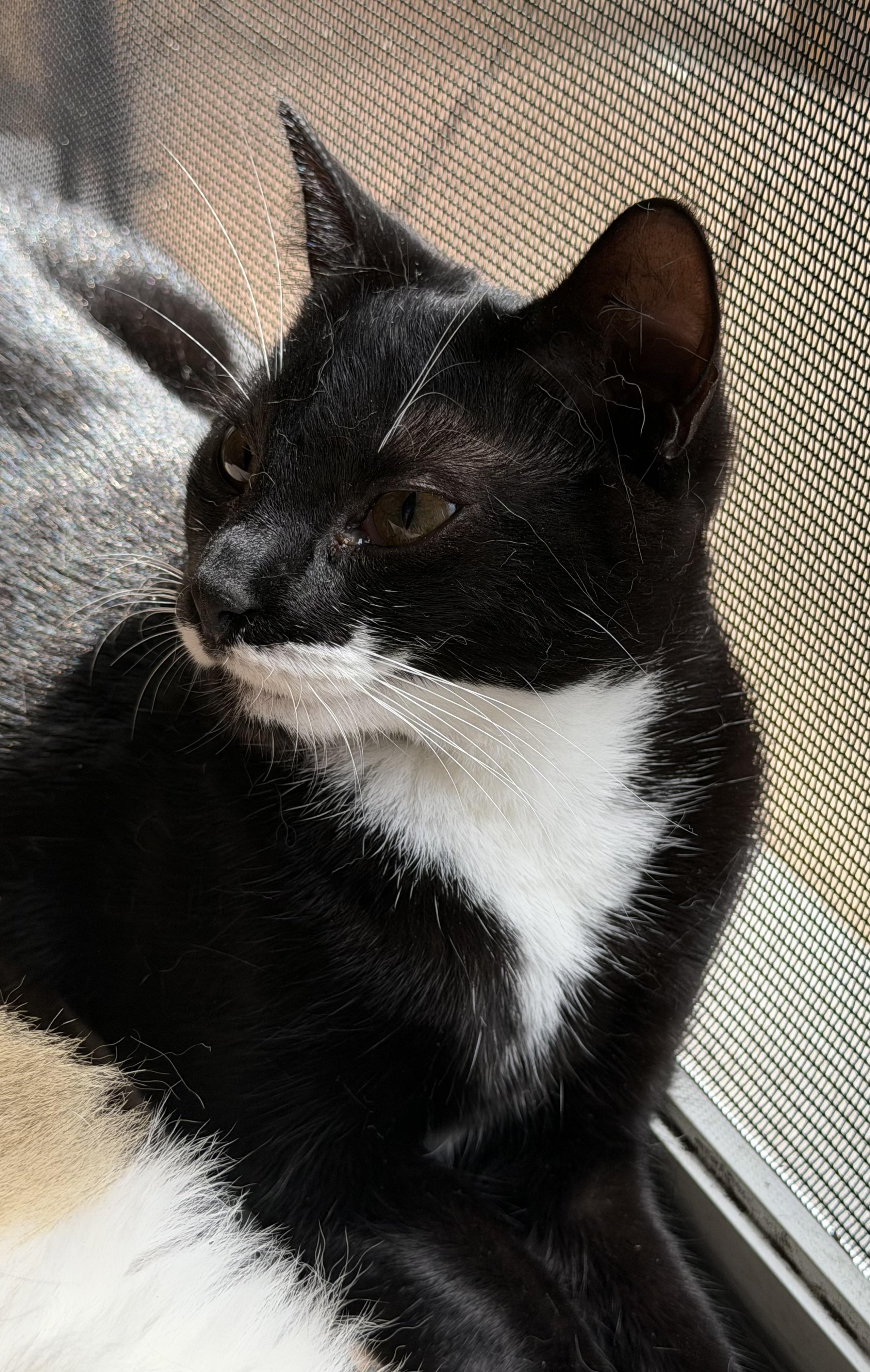 QTPie, a ADOPTABLE Domestic Short Hair in Salt Point, NY image 2/3