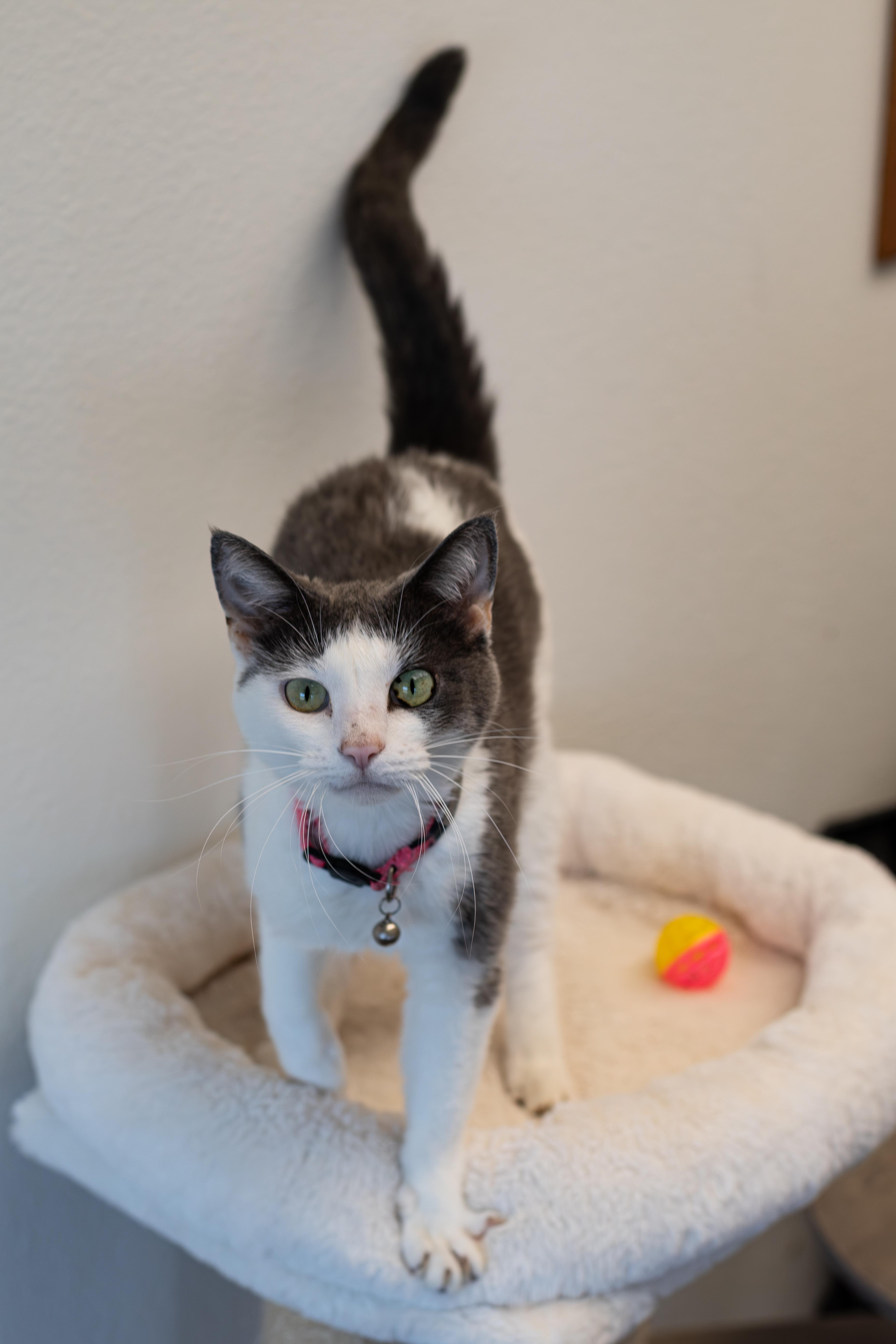 Tinker, an adoptable American Shorthair in Sterling, CO, 80751 | Photo Image 1