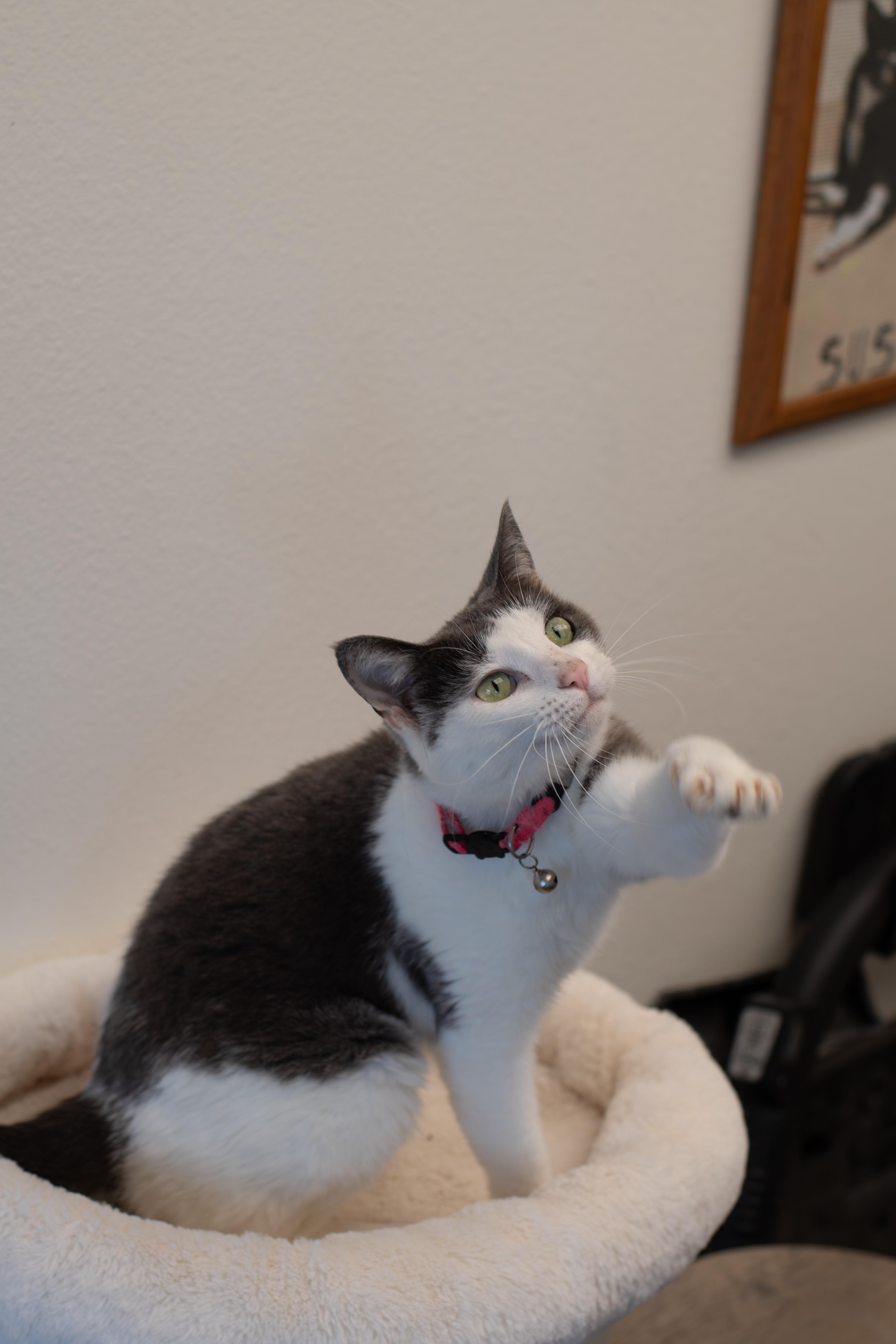 Tinker, an adoptable American Shorthair in Sterling, CO, 80751 | Photo Image 2