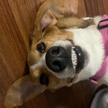 Enlarge Gypsy, a Adoptable Treeing Walker Coonhound in Tyler, TX image 1/2