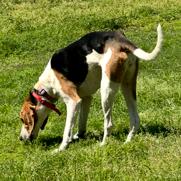 Enlarge Gypsy, a Adoptable Treeing Walker Coonhound in Tyler, TX image 2/2