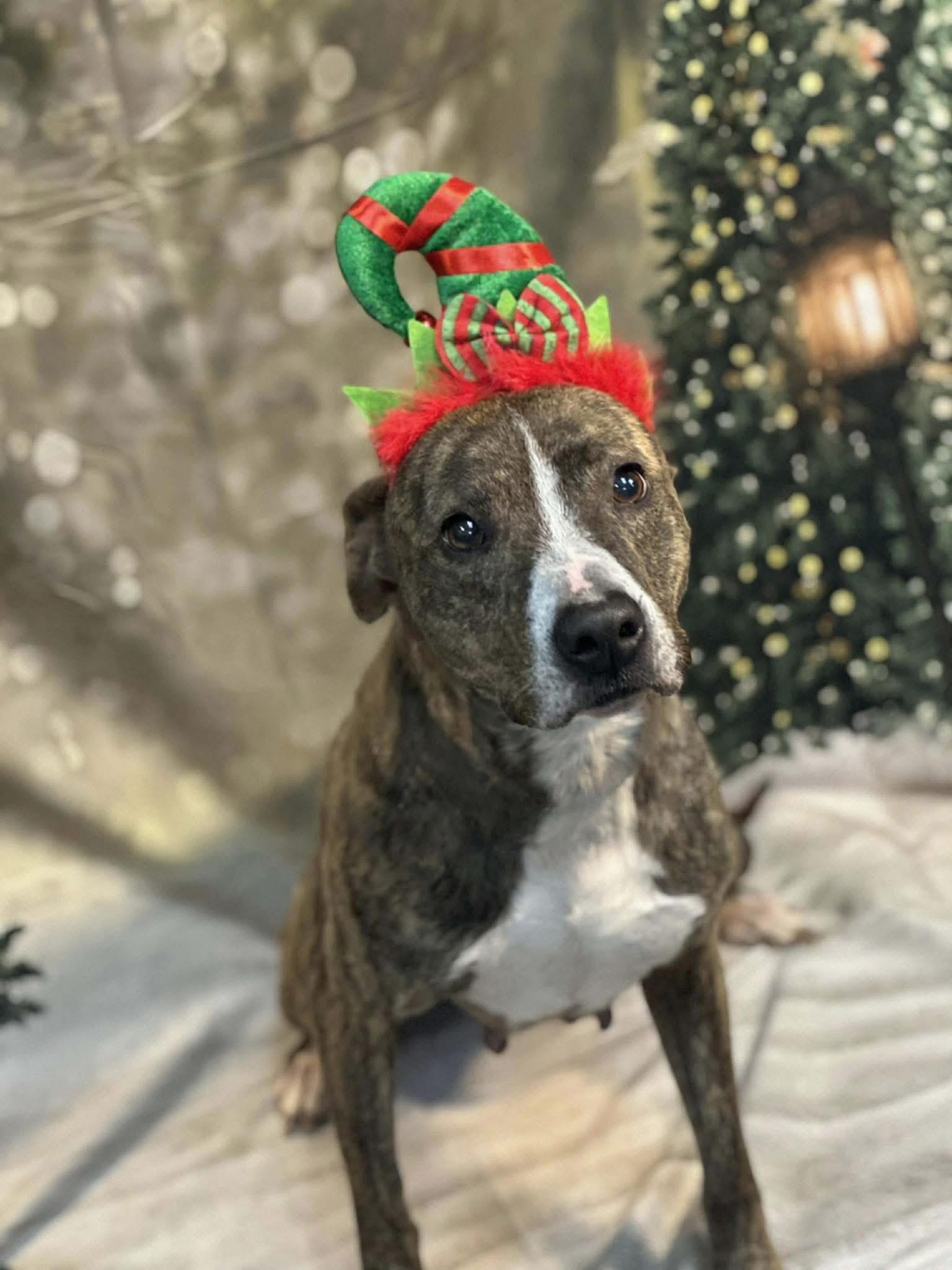 Custer, ADOPTABLE, Adult Female Mixed Breed.