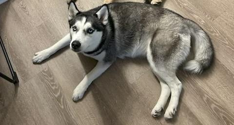 Enlarge Athena, a ADOPTABLE Husky in Golden, CO image 1/1