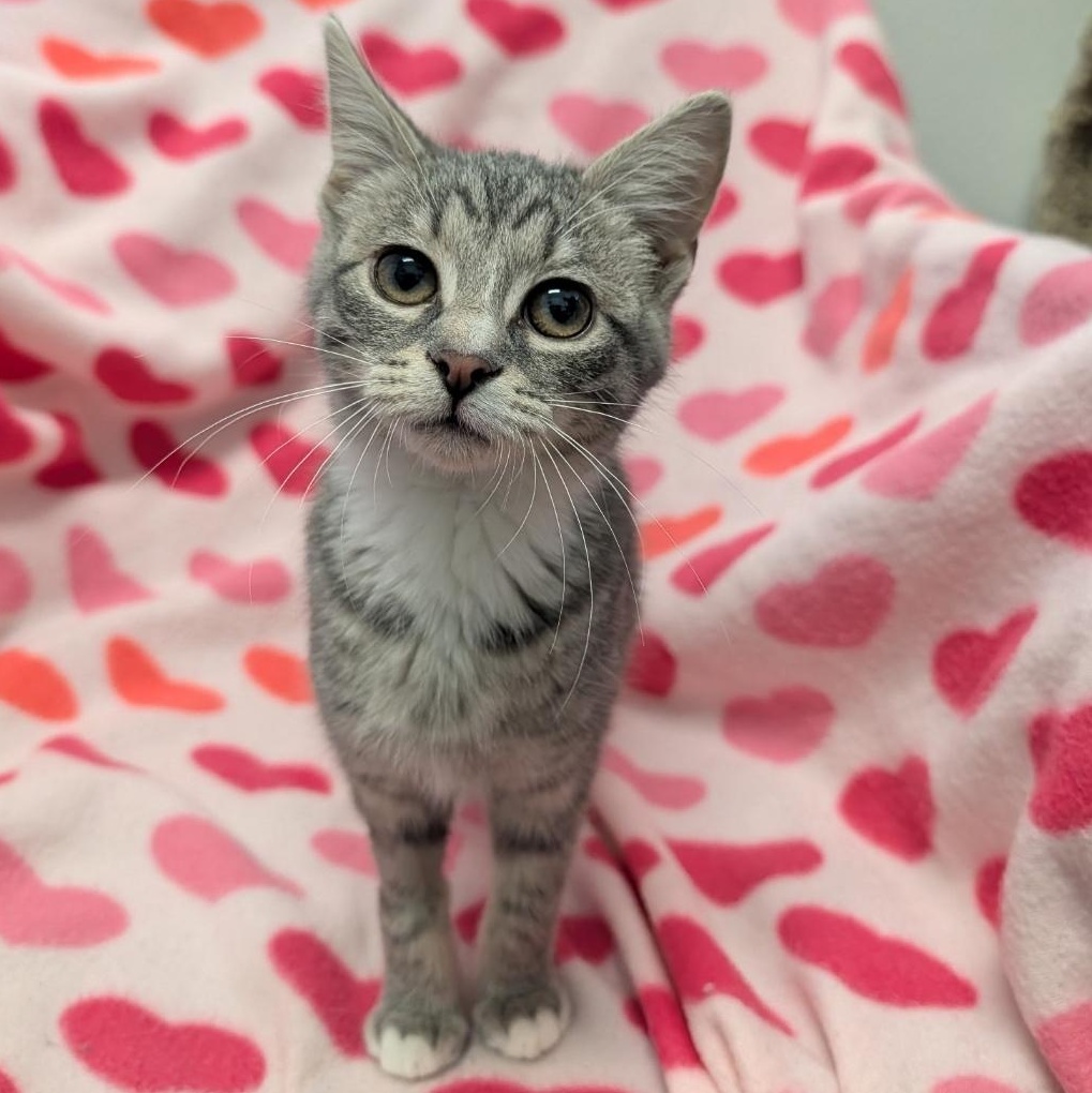 Enlarge Rogue, an adopted Domestic Short Hair in Waynesville, NC image 1/2