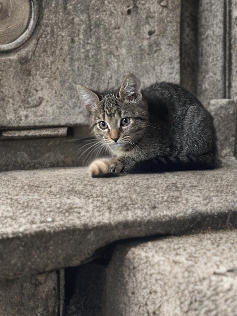 Enlarge Sebastian, an adopted Domestic Short Hair in Miami, FL image 2/2