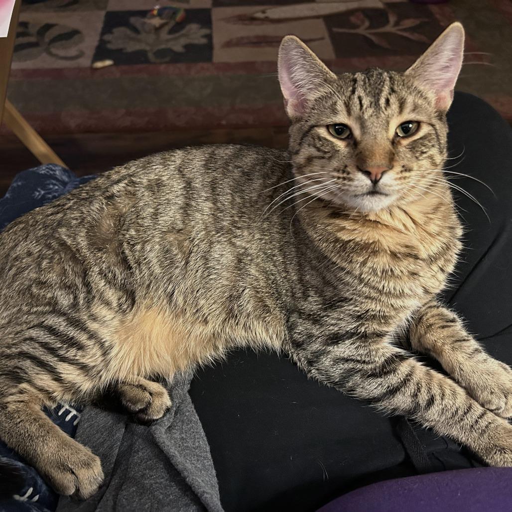 Enlarge Nugget, a Adoptable Domestic Short Hair in Springfield, OR image 1/6