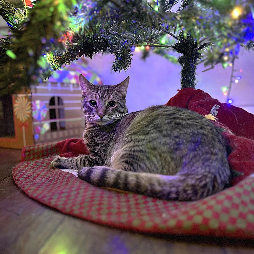 Enlarge Nugget, a Adoptable Domestic Short Hair in Springfield, OR image 2/6