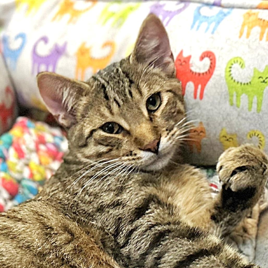 Enlarge Nugget, a Adoptable Domestic Short Hair in Springfield, OR image 3/6