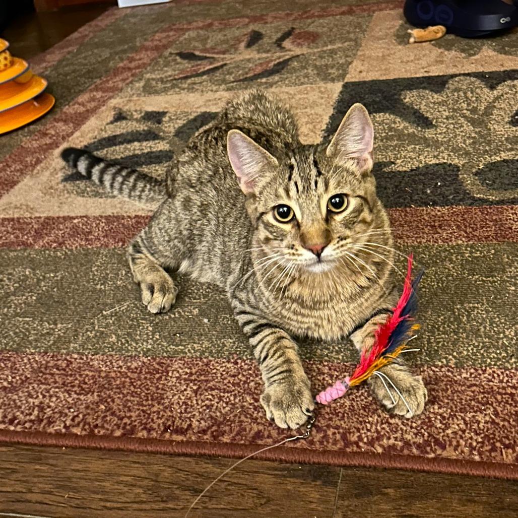 Enlarge Nugget, a Adoptable Domestic Short Hair in Springfield, OR image 4/6