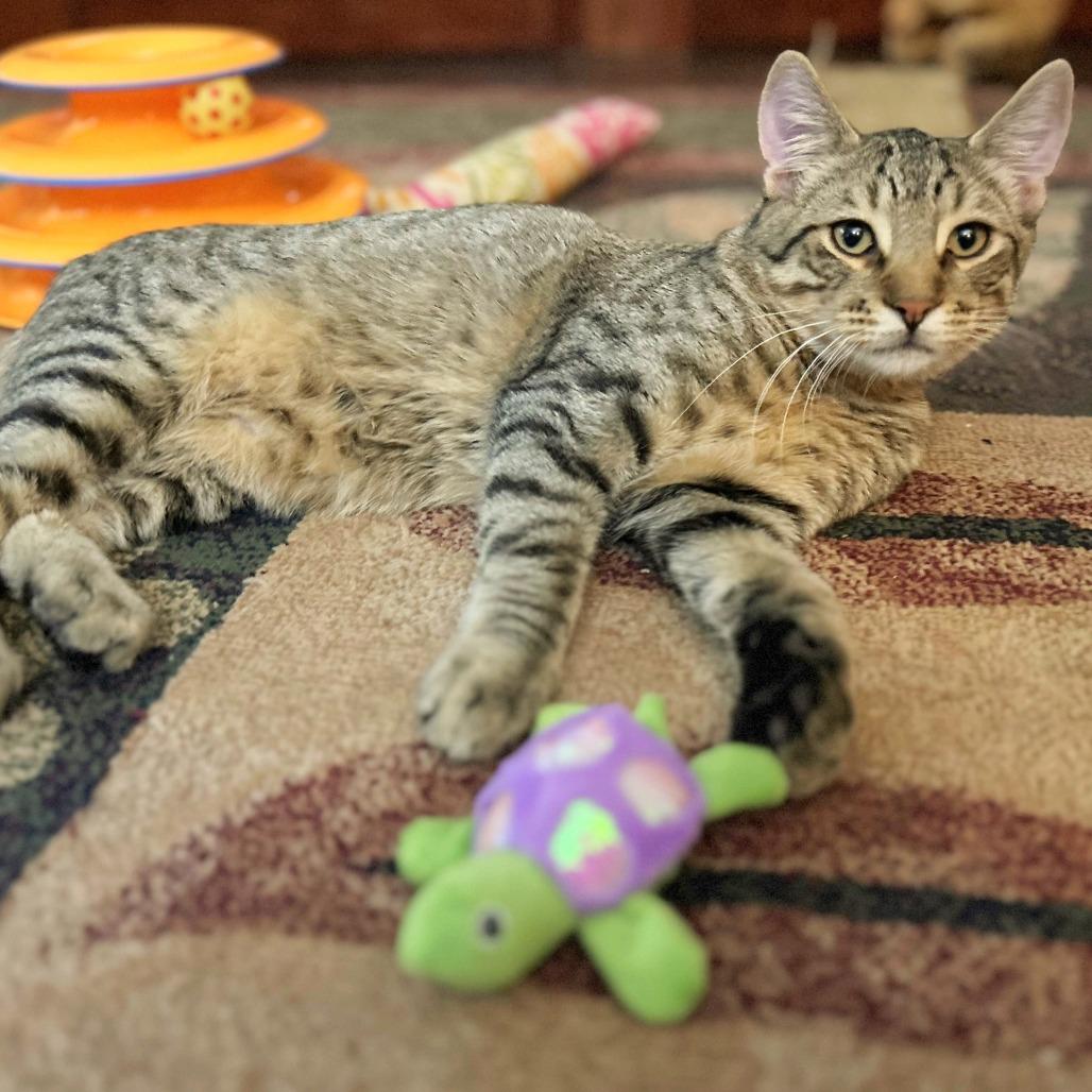 Enlarge Nugget, a Adoptable Domestic Short Hair in Springfield, OR image 5/6