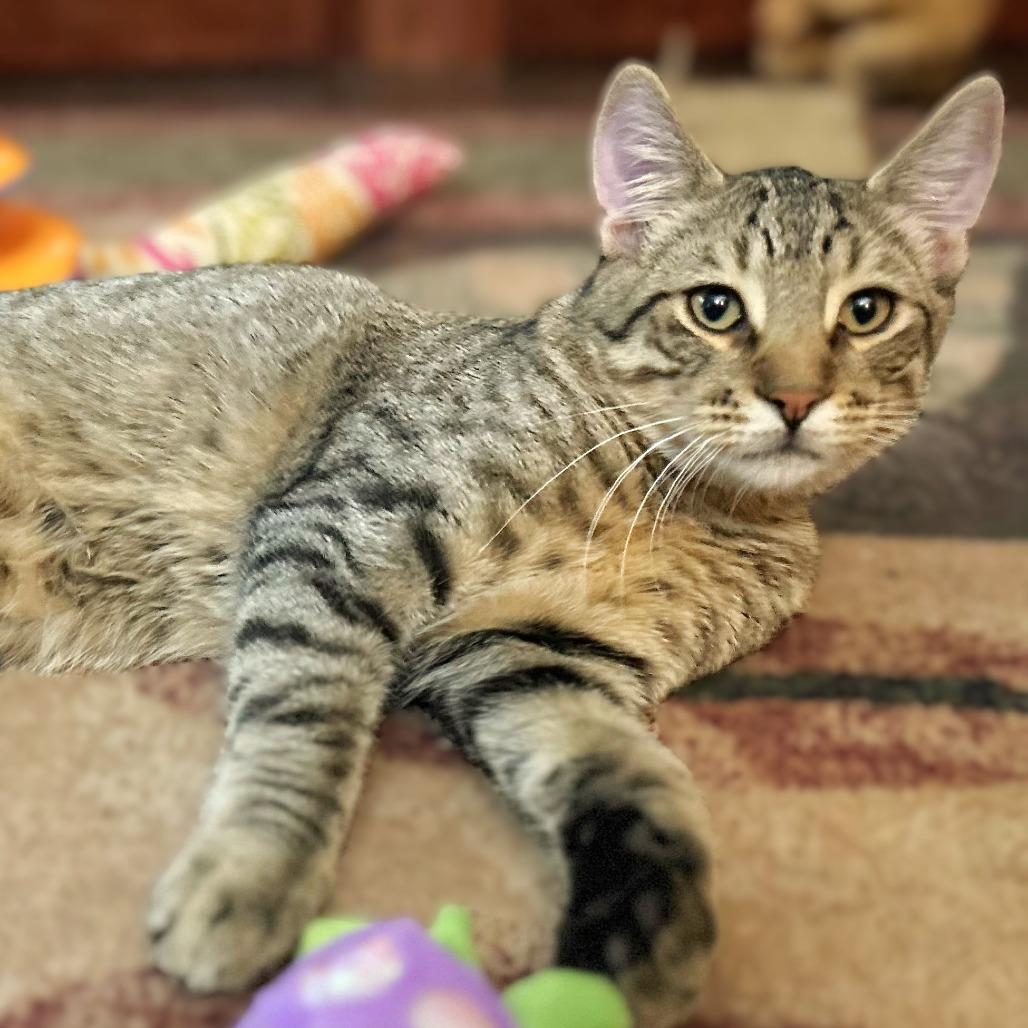 Enlarge Nugget, a Adoptable Domestic Short Hair in Springfield, OR image 6/6