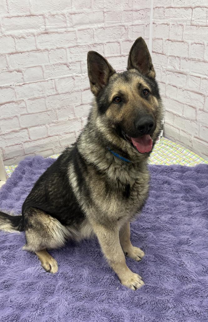 Enlarge Carl Sagan, a Adoptable mixed breed in Detroit, MI image 1/6