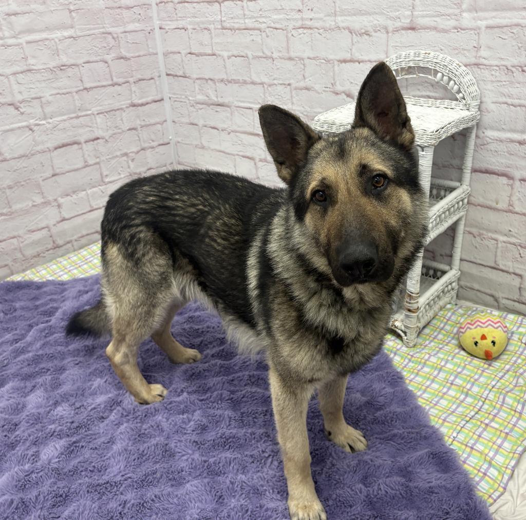 Enlarge Carl Sagan, a Adoptable mixed breed in Detroit, MI image 2/6