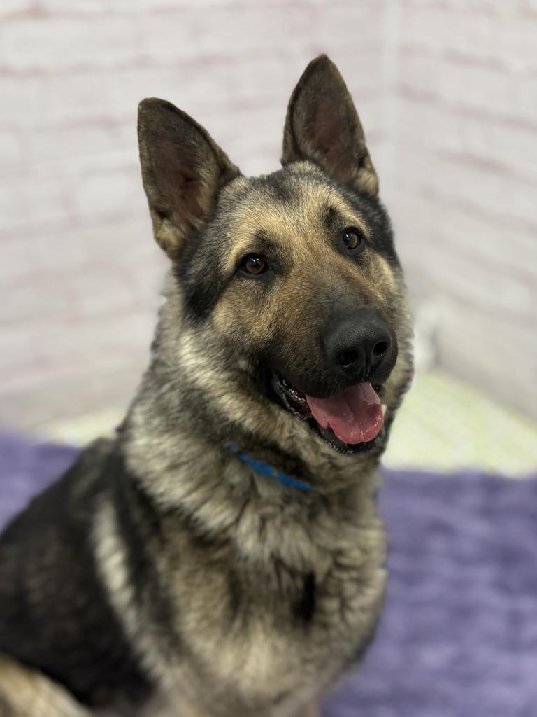 Enlarge Carl Sagan, a Adoptable mixed breed in Detroit, MI image 3/6