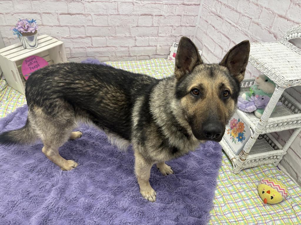 Enlarge Carl Sagan, a Adoptable mixed breed in Detroit, MI image 4/6