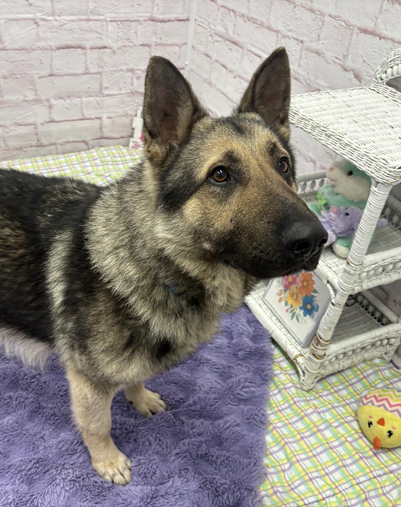 Enlarge Carl Sagan, a Adoptable mixed breed in Detroit, MI image 5/6