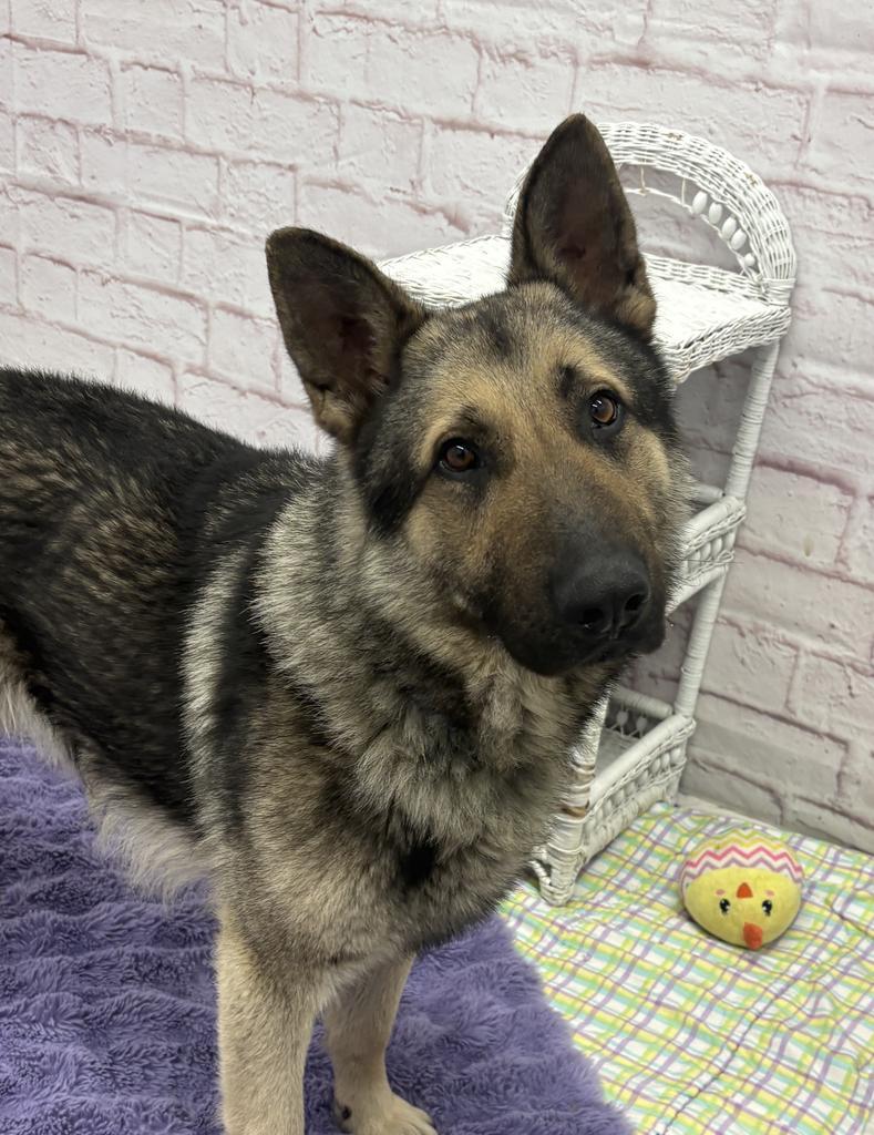 Enlarge Carl Sagan, a Adoptable mixed breed in Detroit, MI image 6/6