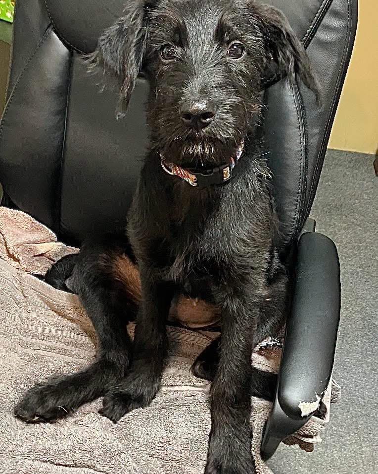 Elanabeth, a ADOPTABLE Mixed Breed in Berwick, ME image 2/2