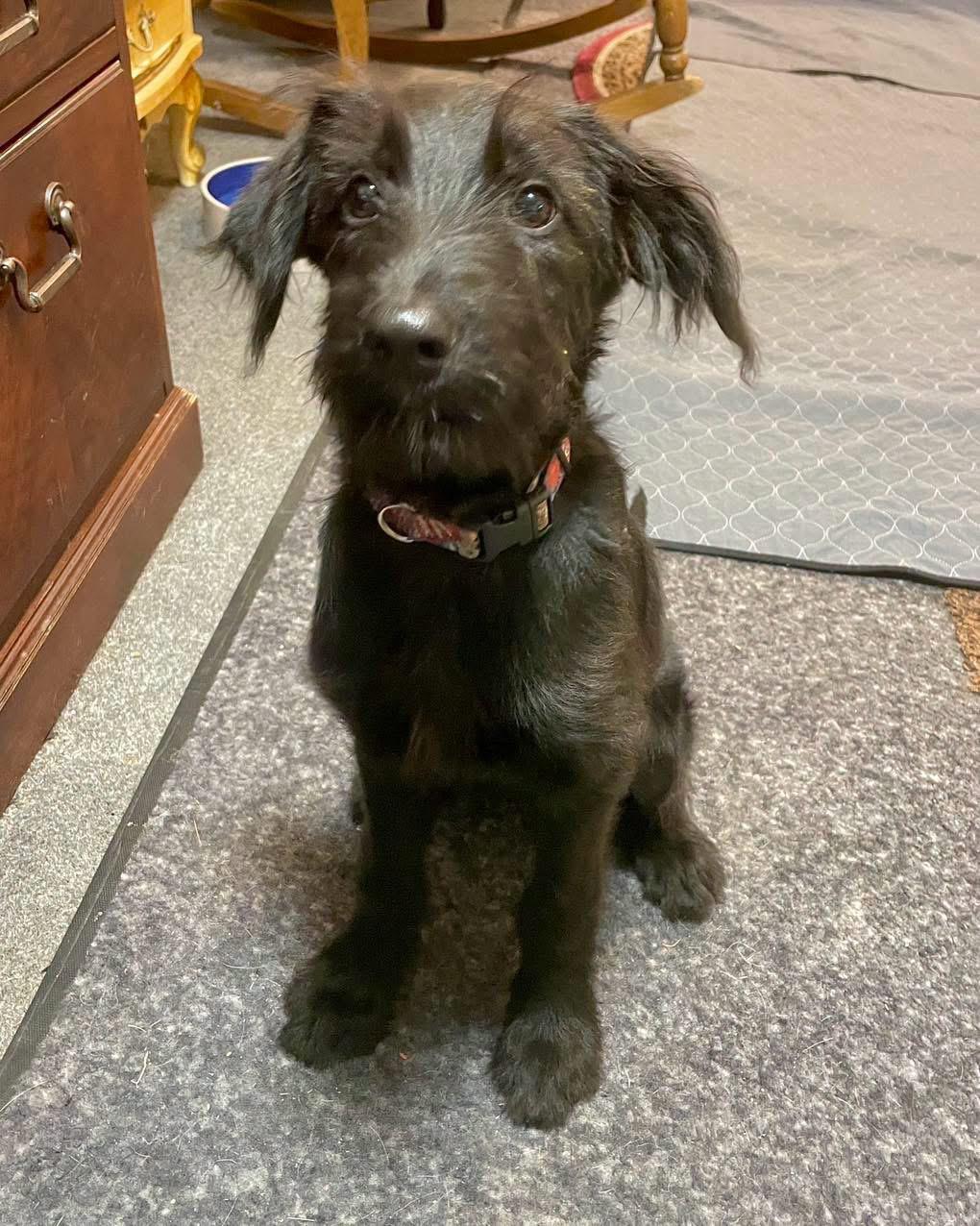 Elanabeth, ADOPTABLE, Puppy Female Mixed Breed.