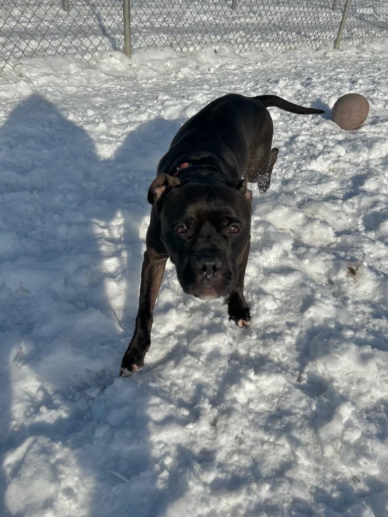 Enlarge Reaper - Long Term Resident, a Adoptable mixed breed in Pierceton, IN image 1/6