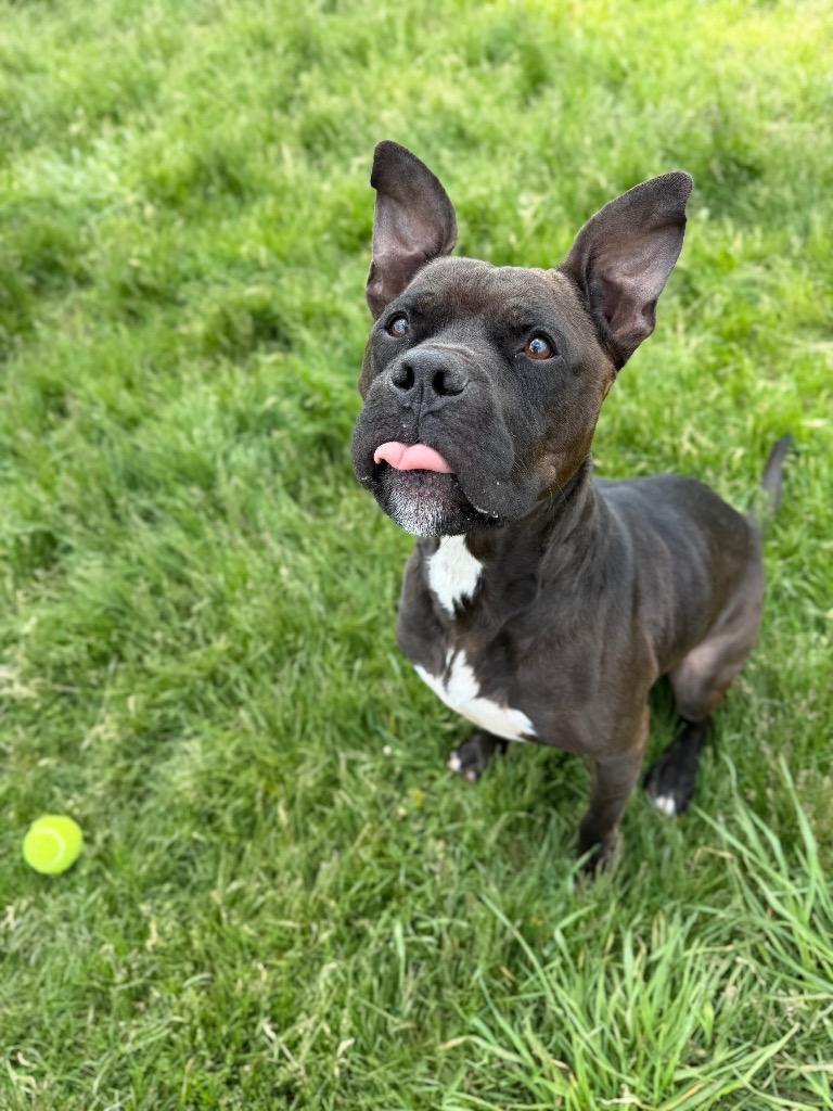 Reaper - Long Term Resident, Adoptable, Adult Male Boxer & American Staffordshire Terrier.