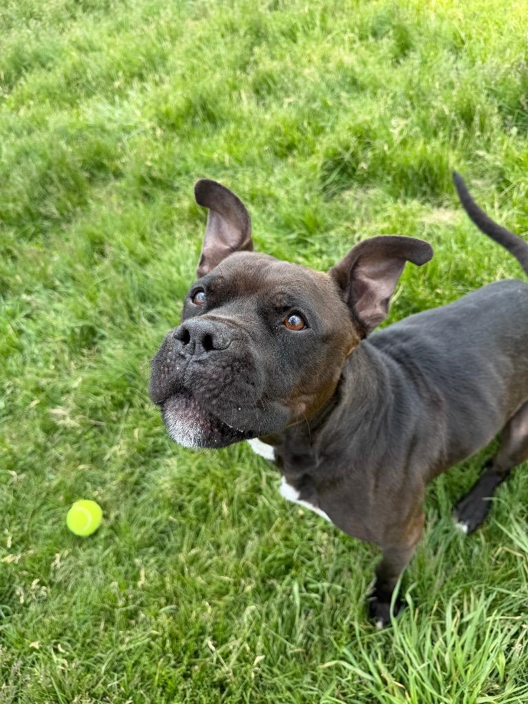 Reaper - Long Term Resident, a Adoptable mixed breed in Pierceton, IN image 2/6