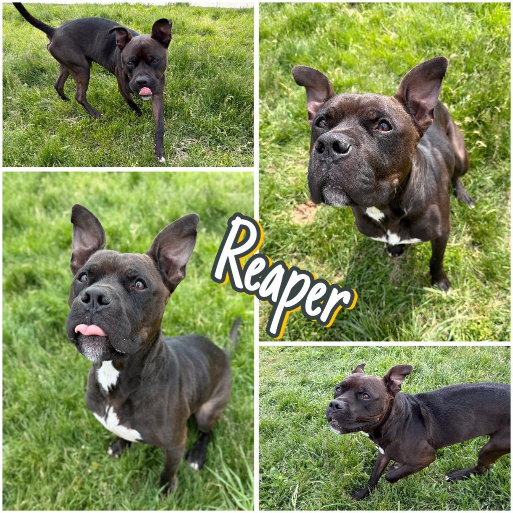Enlarge Reaper - Long Term Resident, a Adoptable mixed breed in Pierceton, IN image 3/6