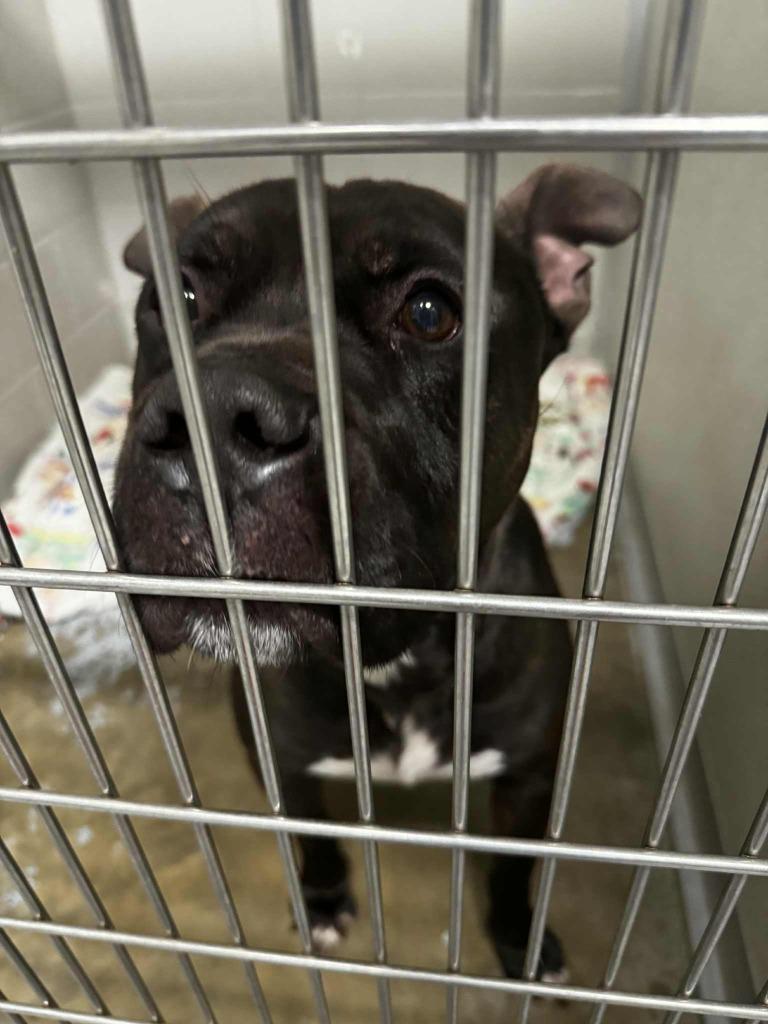 Enlarge Reaper - Long Term Resident, a Adoptable mixed breed in Pierceton, IN image 4/6