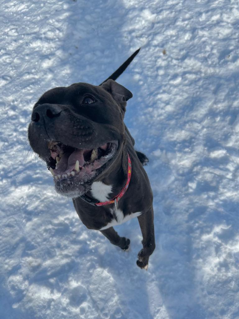 Enlarge Reaper - Long Term Resident, a Adoptable mixed breed in Pierceton, IN image 5/6