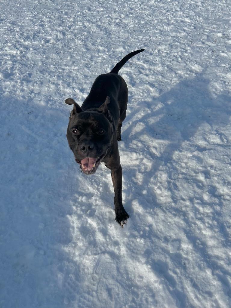 Enlarge Reaper - Long Term Resident, a Adoptable mixed breed in Pierceton, IN image 6/6