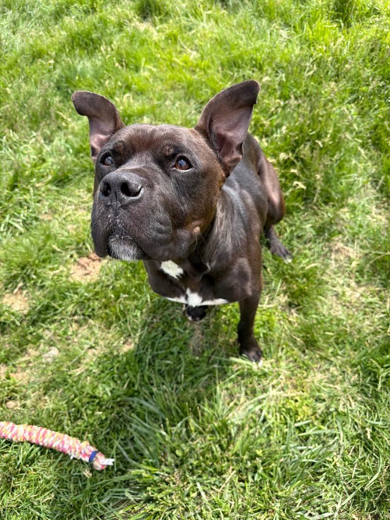 Reaper - Long Term Resident, a Adoptable mixed breed in Pierceton, IN image 5/6