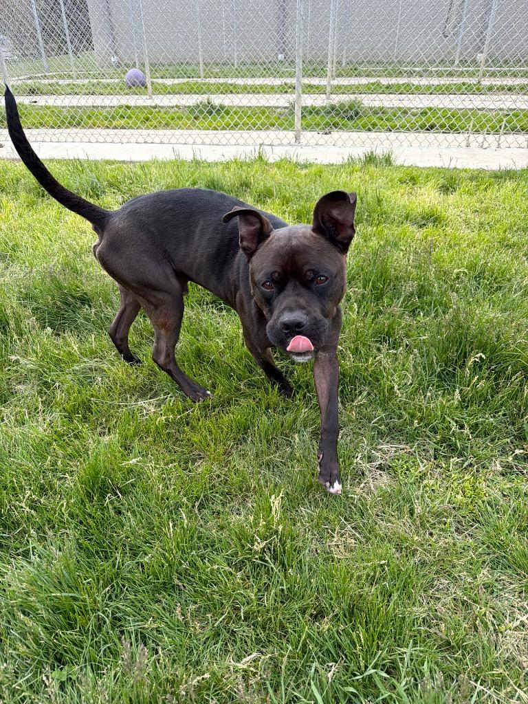 Reaper - Long Term Resident, a Adoptable mixed breed in Pierceton, IN image 6/6