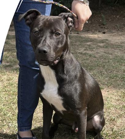 Enlarge Arthur, a Adoptable mixed breed in Roswell, GA image 1/1