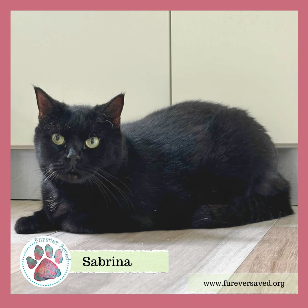 Sabrina, a Adoptable Domestic Short Hair in Killingly, CT image 2/6