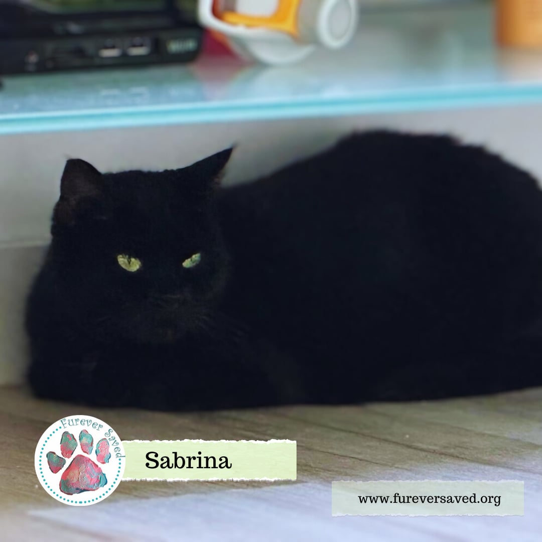 Sabrina, a Adoptable Domestic Short Hair in Killingly, CT image 5/6