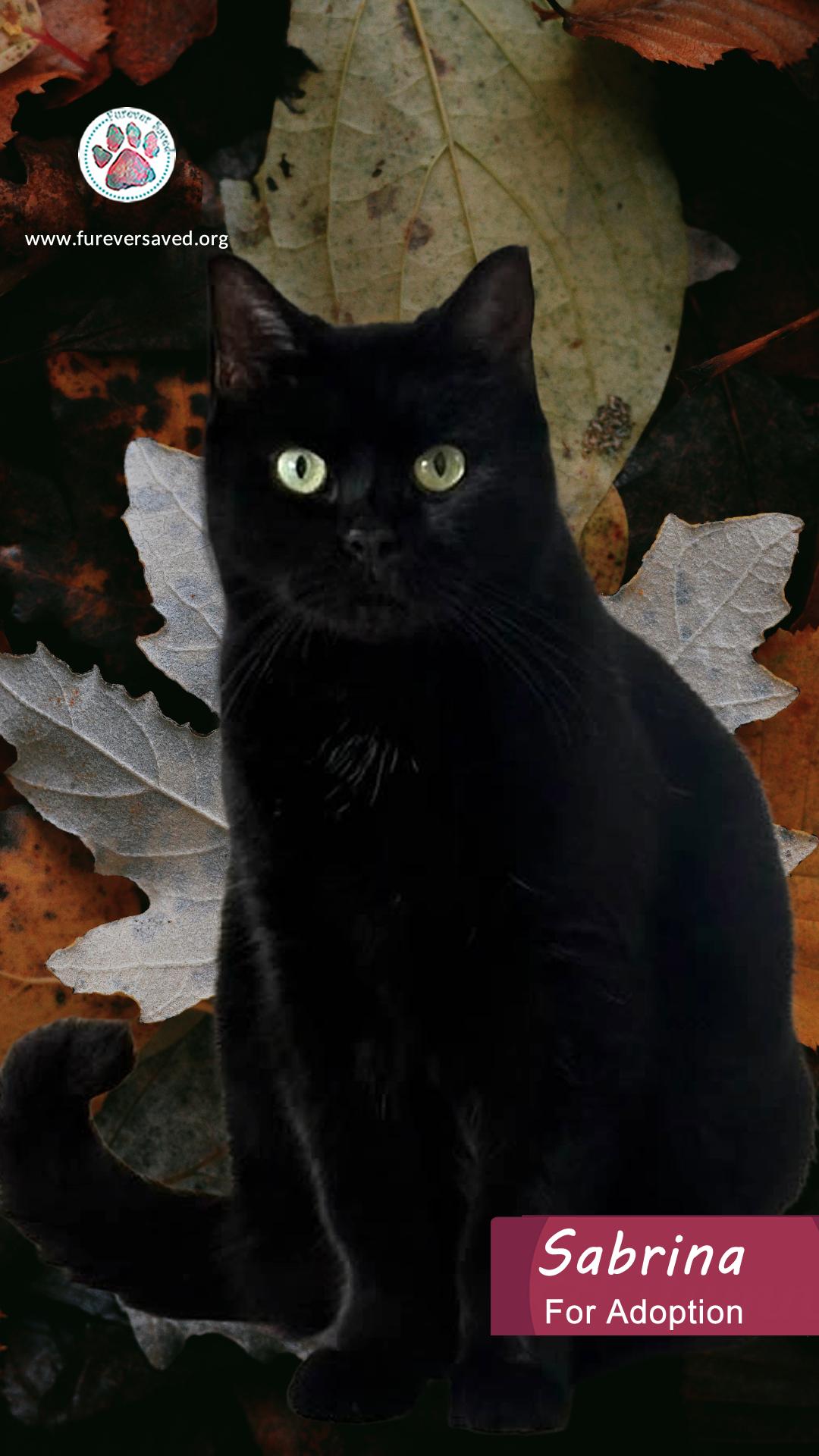 Sabrina, a Adoptable Domestic Short Hair in Killingly, CT image 1/6