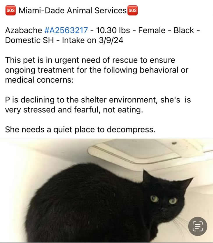 Sabrina, a Adoptable Domestic Short Hair in Killingly, CT image 4/6