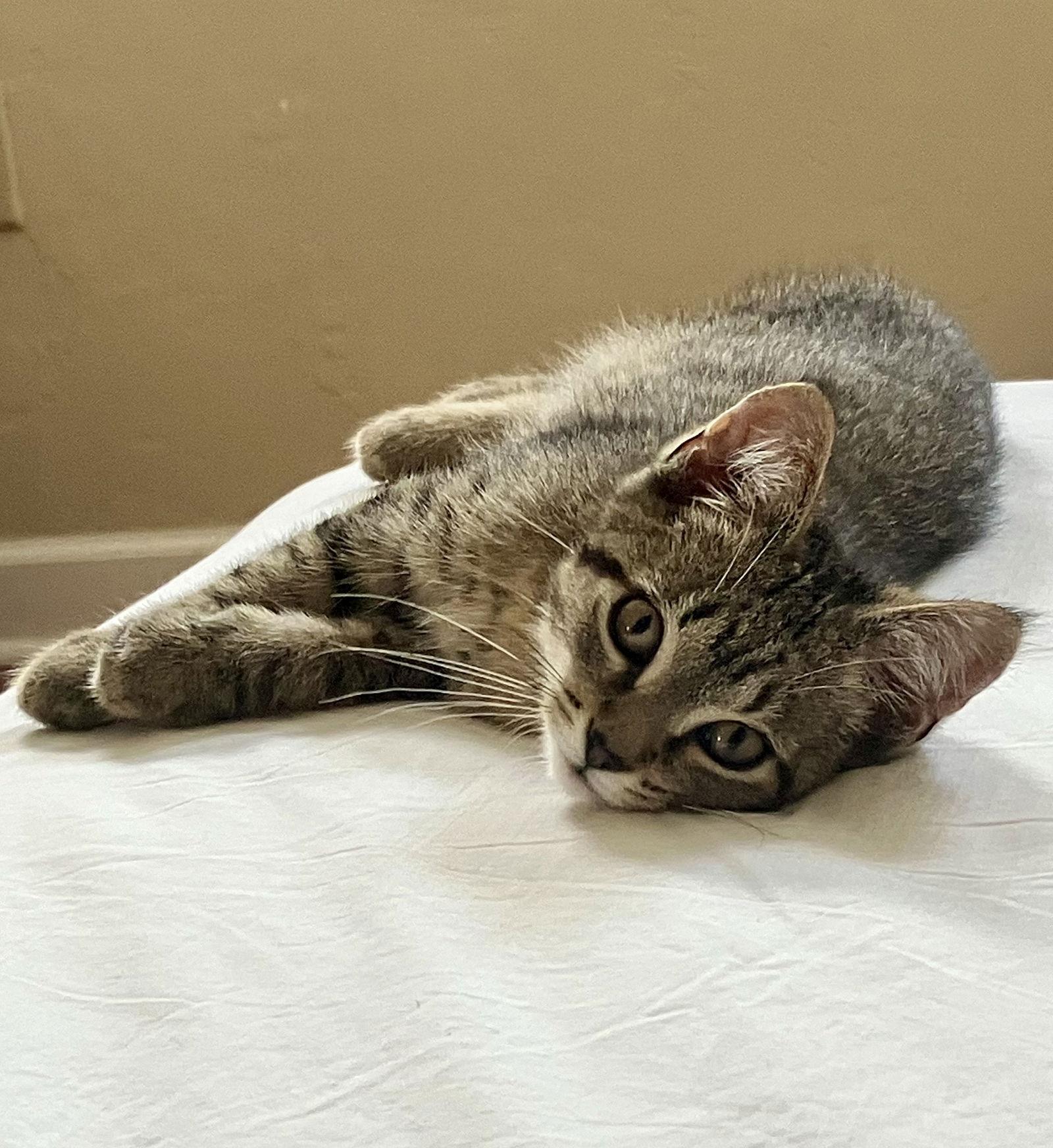 The Dude, Adopted, Kitten Male Domestic Short Hair.