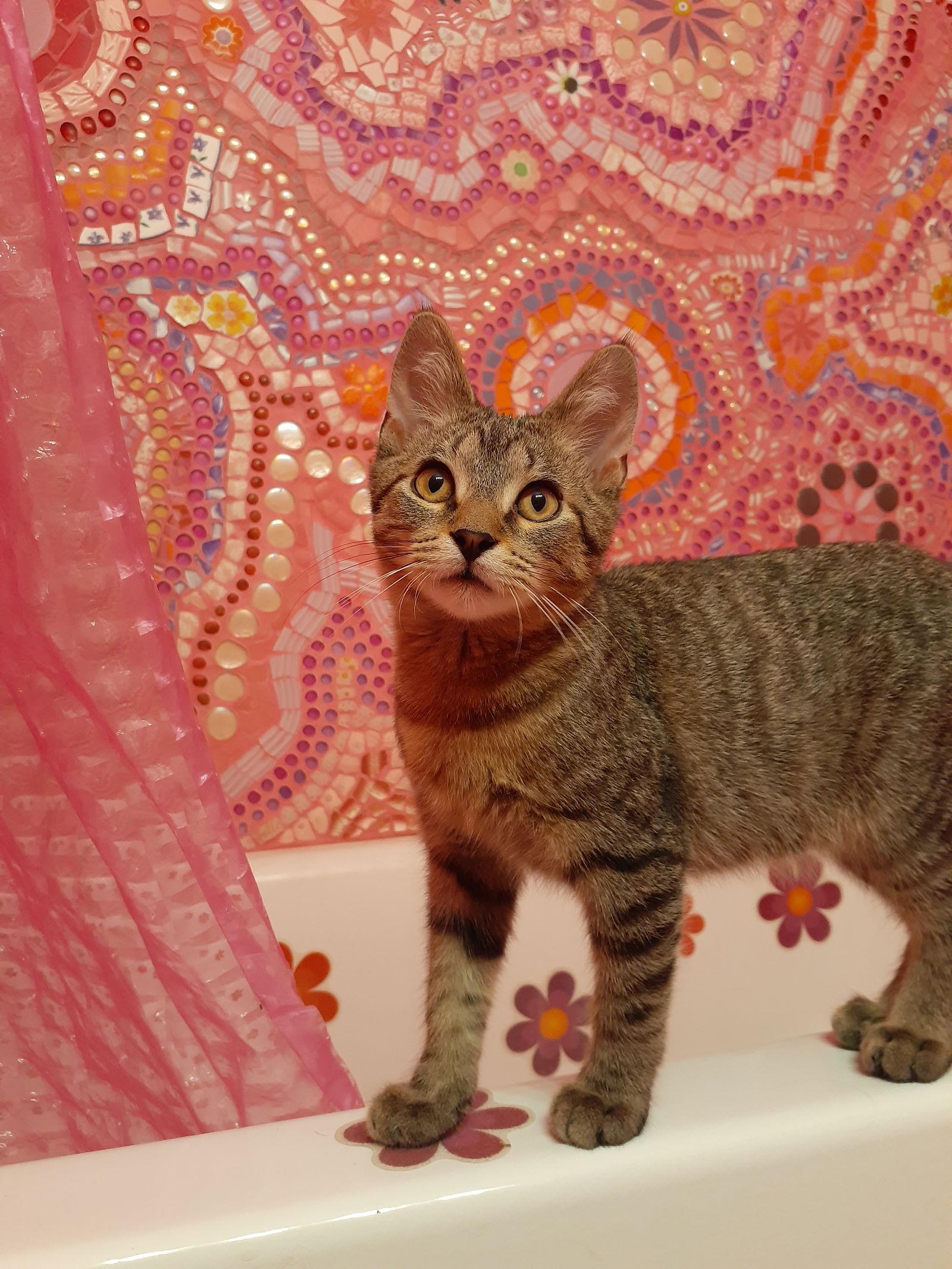 Enlarge The Dude, a Adopted Domestic Short Hair in Pittsburgh, PA image 2/3