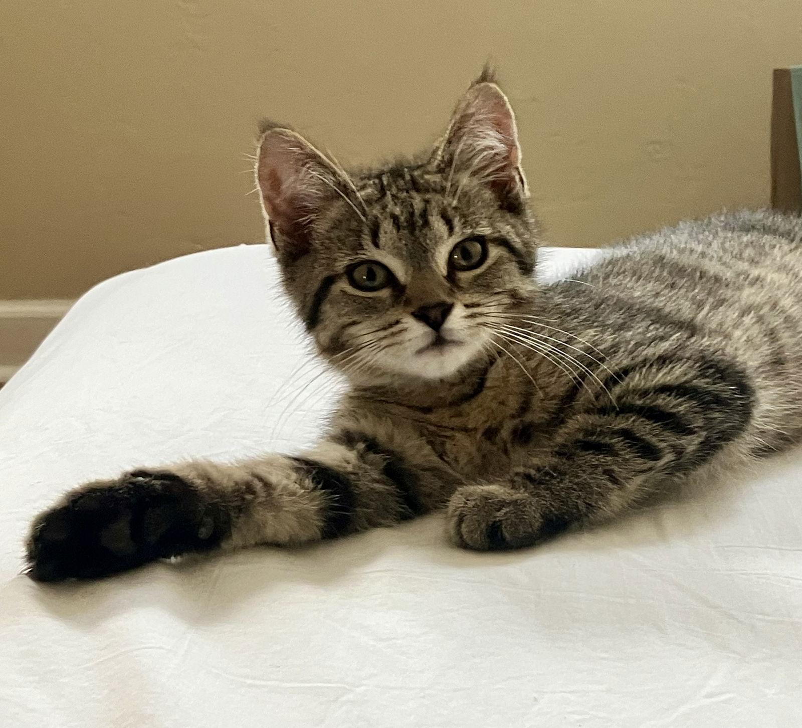 Enlarge The Dude, a Adopted Domestic Short Hair in Pittsburgh, PA image 3/3