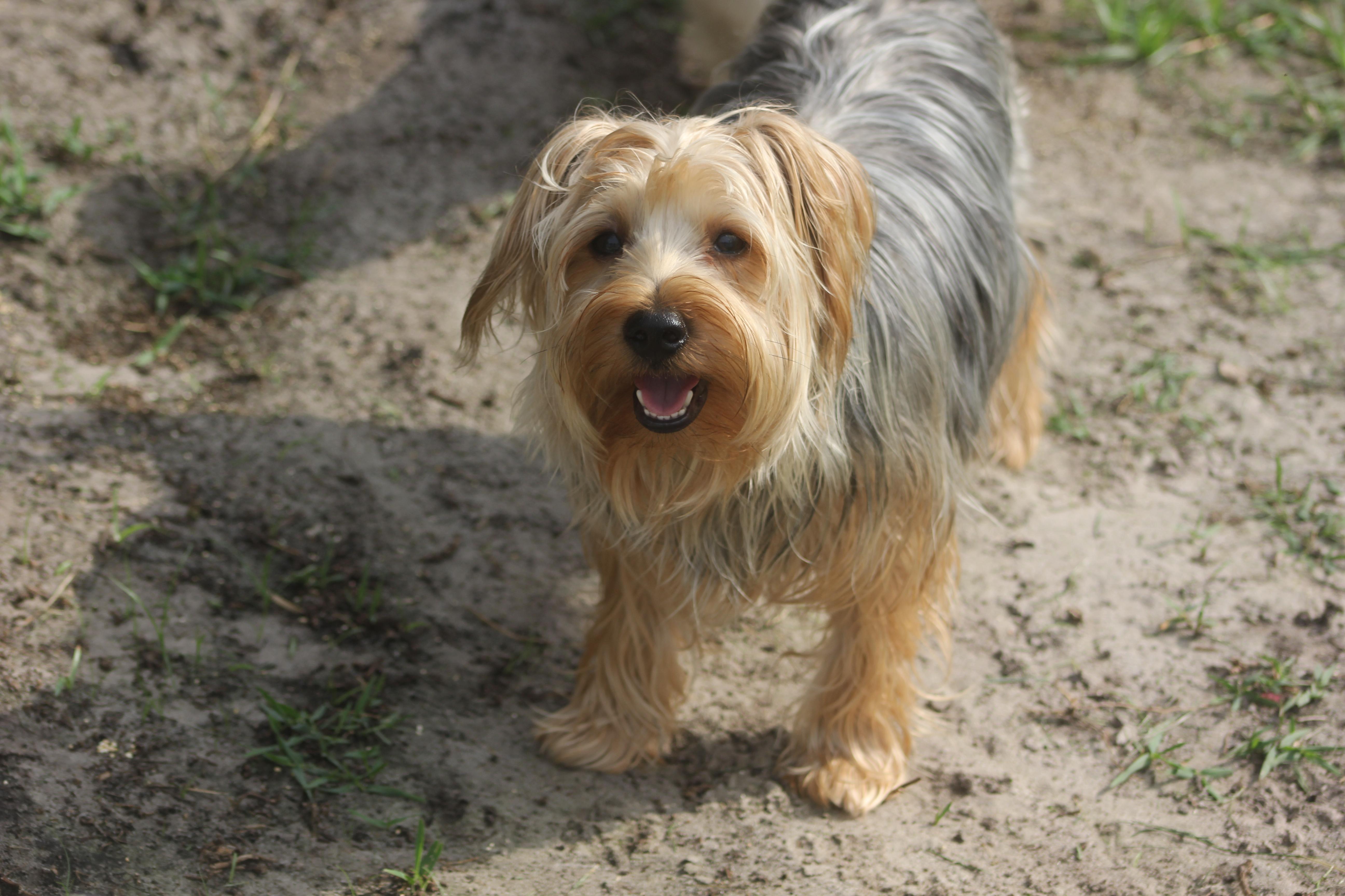 Knox, a Adoptable mixed breed in Orlando, FL image 3/3