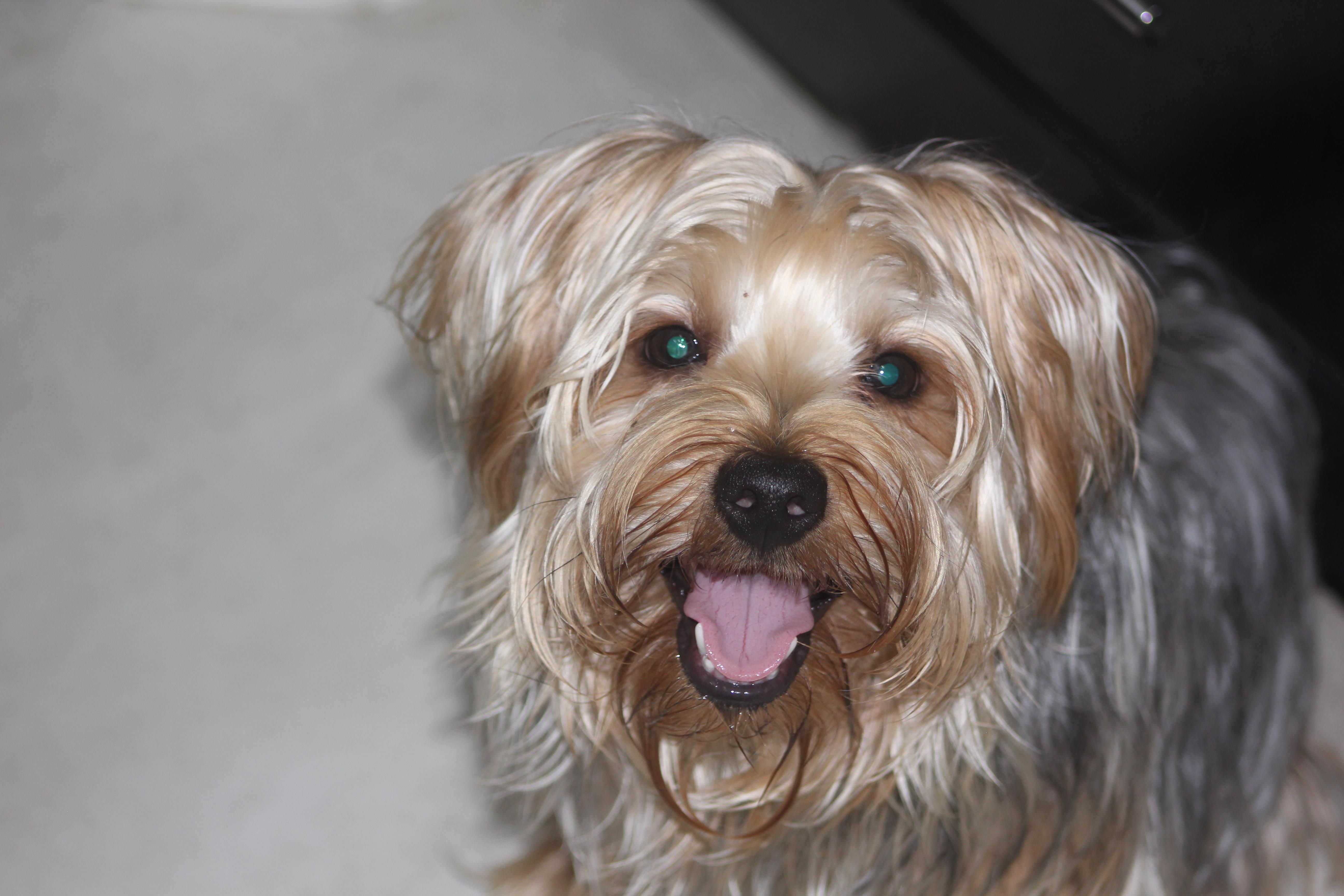 Knox, Adoptable, Young Male Yorkshire Terrier.